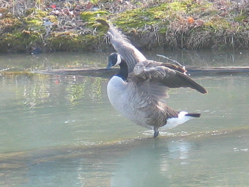 IMG_0007 by Claire DeLand ~ "GA Music Maker", new sunset sunrise geese claire ducks canadageese manningmill adairsvillega