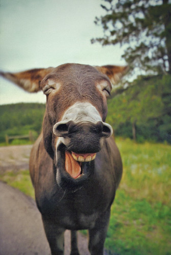 Laughing Donkey by jaxxon
