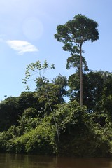 Near Palumeu, Amazone