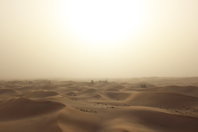 Desert Abi Dhabi 12