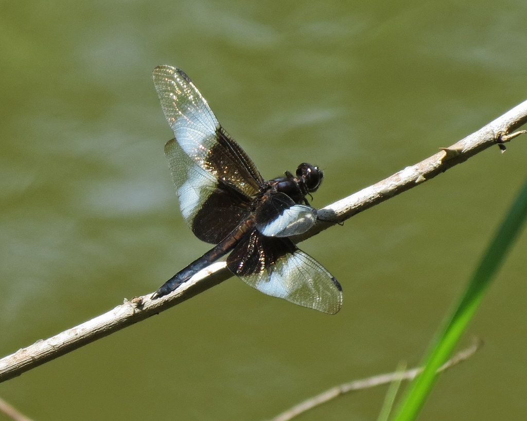 Libellula luctuosa (Widow Skimmer) male | This dragonfly is … | Flickr