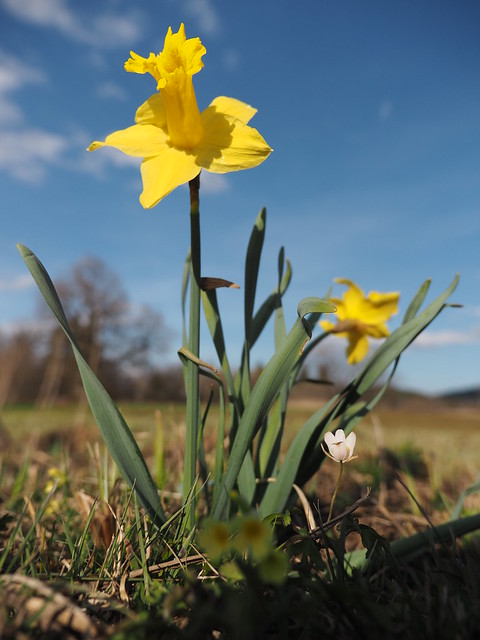 Wilde Narzisse Osterglocke Frühling Wiese Narcissus Daffodil (c)