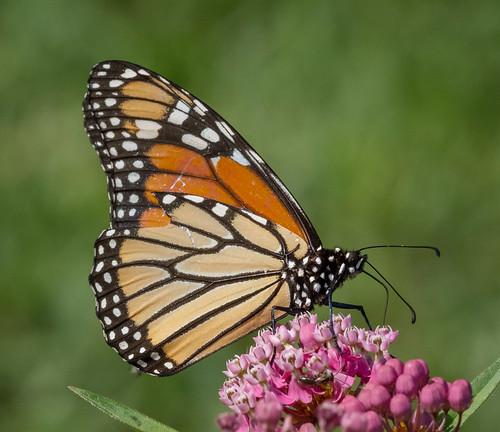 macro us pennsylvania butterflies content insects places monarch technical folder takenby chestercounty 2015 peterscamera petersphotos canon7d 201508aug 20150801chestercountymacro