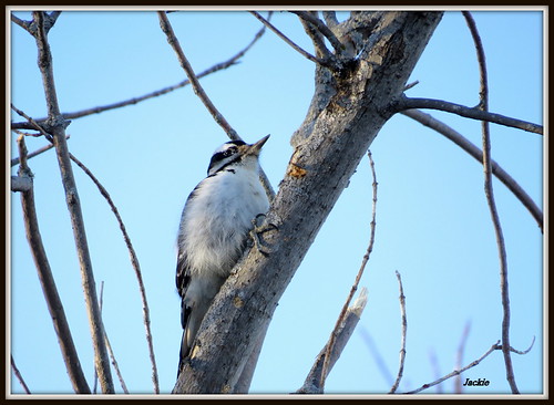 pic chevelu ( femelle ) | by Jackie1152