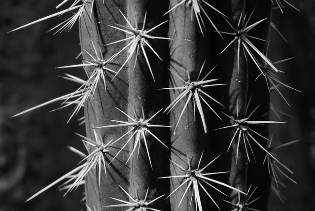 Thorny abstract