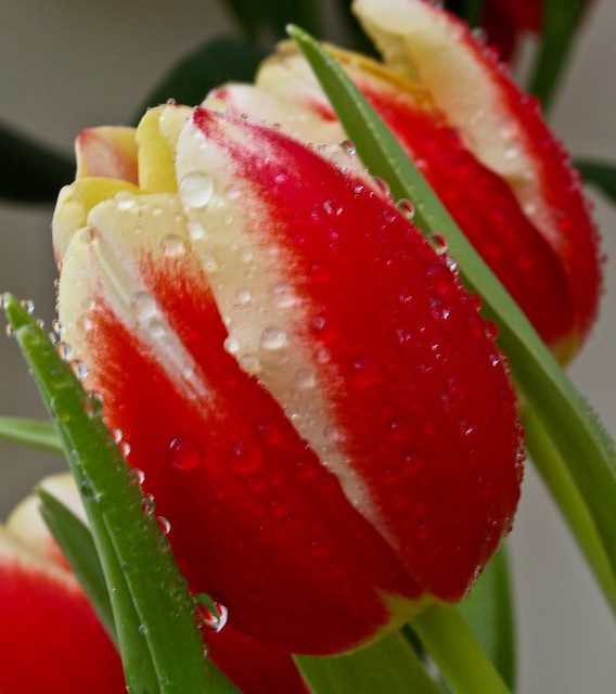 Rain on a tulip