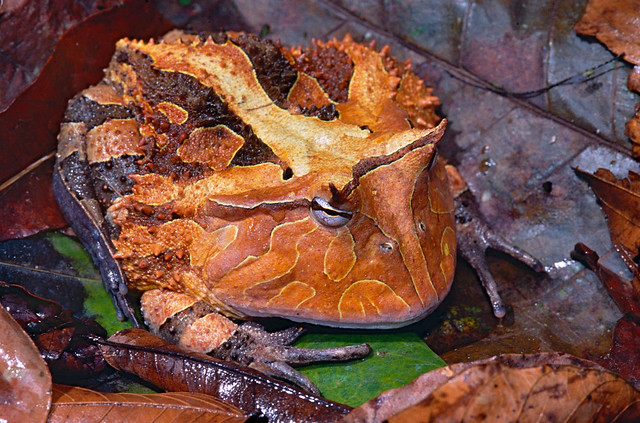 Suriname Horned Frog (Ceratophrys cornuta)