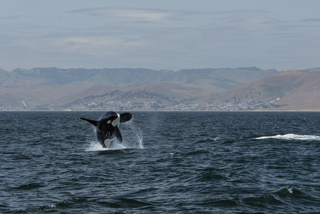 2014-05-08 Orca Killer Whale Morro Bay Breach Two