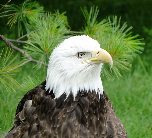 Detroit Zoo June 25th | by Lee Ann Fisher