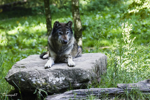 Alpha | by Domingo57.