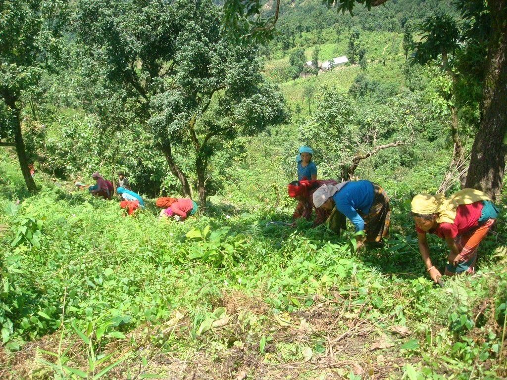 Forest users weeding. hupsekot Nawalparasi - | Nepal ©FAO/Ka… | Flickr