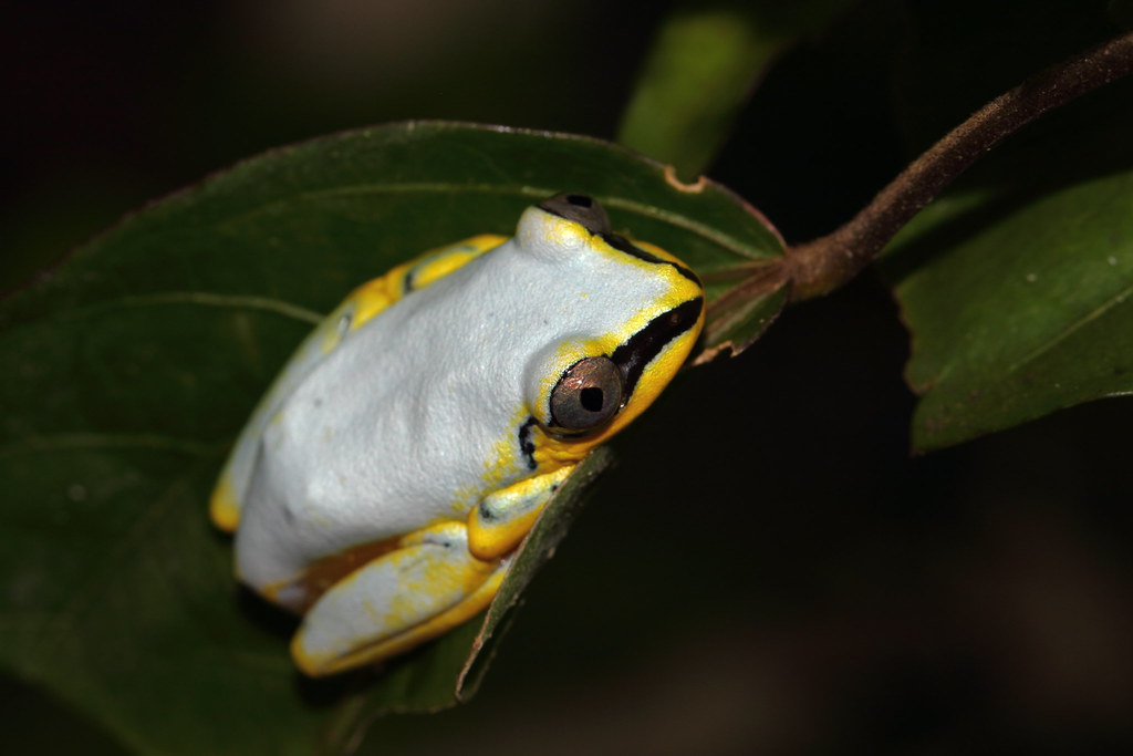 blue-back reed frog, Ivoloina park, Toamasina, Madagascar | Flickr