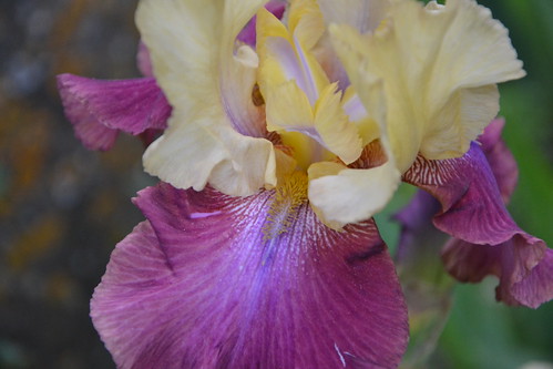  Nos Iris : floraisons 2012 - Page 3 32480400900_d7c5f698fd