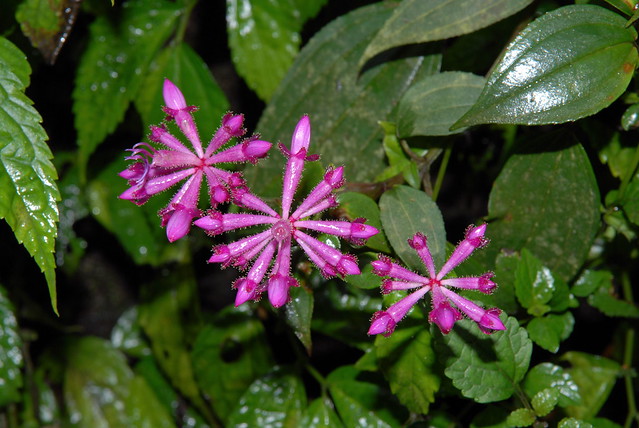 Melastomataceae sp.