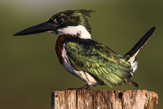 Martim-pescador-verde (Chloroceryle amazona) - Amazon Kingfisher