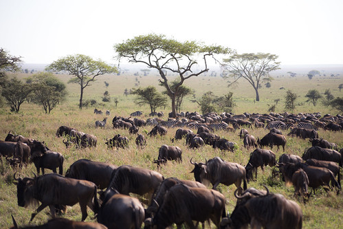 The Great Migration | Four days spent in the heart of the Se… | Flickr