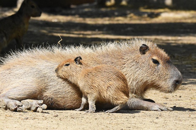 kapibara (Hydrochaeris hydrochaeris / Capybara / Wasserschwein)