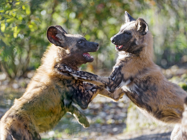 Playing young wild dogs