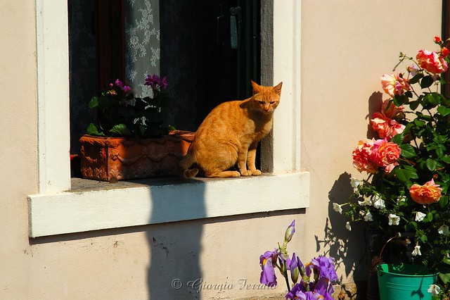 Canale Fiorito 2014 a Battaglia Terme (PD)