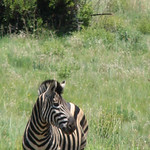 Safariing at Pilanesburg National Park
