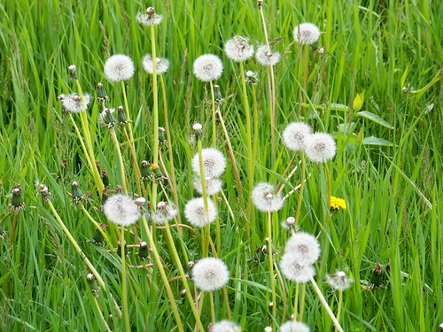 trees sky nature grass fauna river seeds dandelions garyindiana littlecalumetriver
