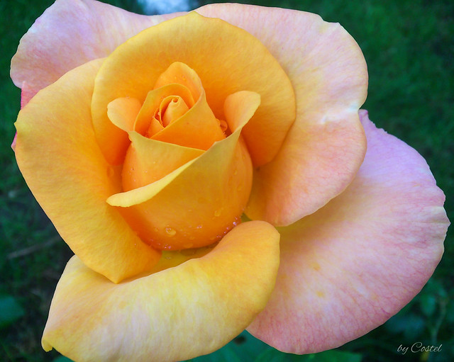 Yellow Rose. Trandafir Galben
