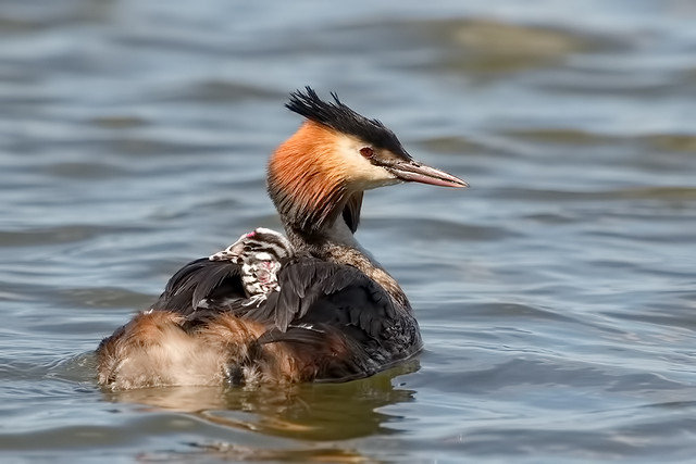 Great Crested Grebe (Podiceps cristatus) with young