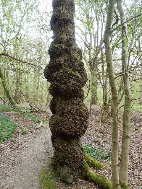 Knobbly tree Whyteleafe to Woldingham