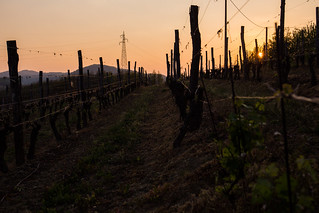 Sunset over vineyard