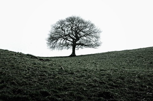 england tree nature alone single staffordshire filed