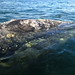 Flickr photo 'Grauwal / Gray whale (Eschrichtius robustus) - Whale Watching bei El Viszcaíno - Parque Natural de la Ballena Gris, Baja California, Mexico' by: anschieber | niadahoam.de.