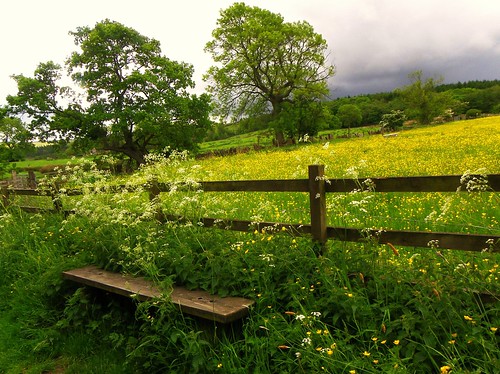 flower green yellow rural fence bench landscape countryside meadow 1001nights buttercups