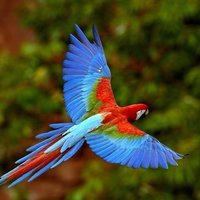 Arara Azul - Tipical Brazilian bird - Amazônia - Brazil | Flickr