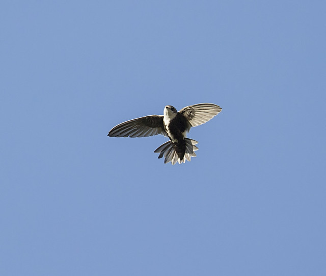 white-throated swift