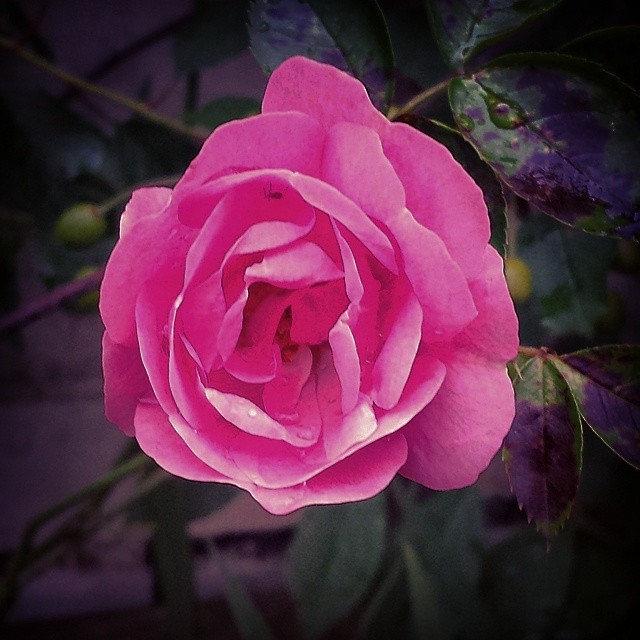 Rose for my girl #rose #pink #garden #gardening #flower | Flickr