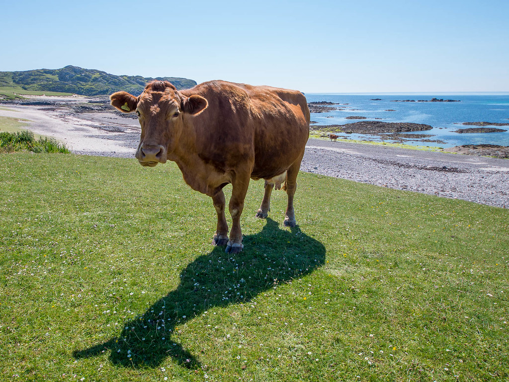 Standing Cow, Isle of Iona