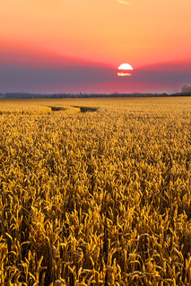 Corn Field and Sunset