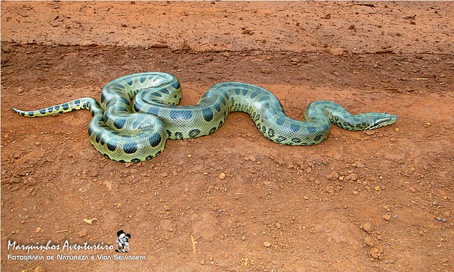 SUCURI (Eunectes murinus) - a famosa Anaconda (SUCURI Snake - the famous Anaconda)