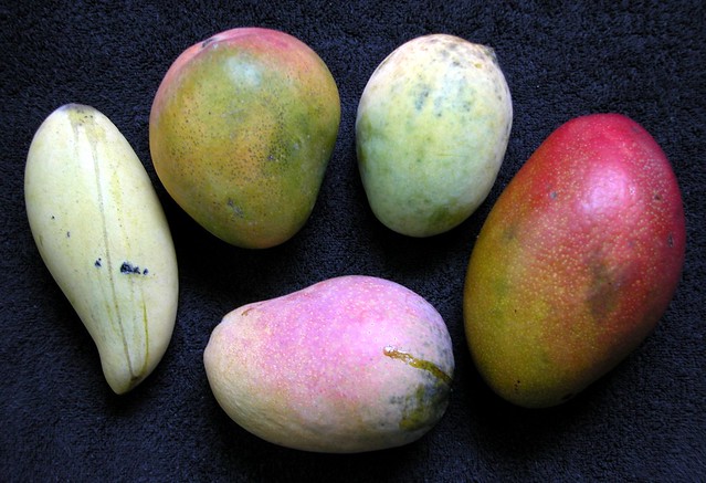 Mango  #378: COMPARISON of 5 Varieties