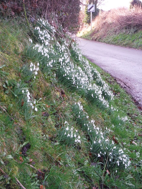 Snowdrops, Shepton Montague SWC Walk 284 Bruton Circular (via Hauser &amp; Wirth Somerset) or from Castle Cary