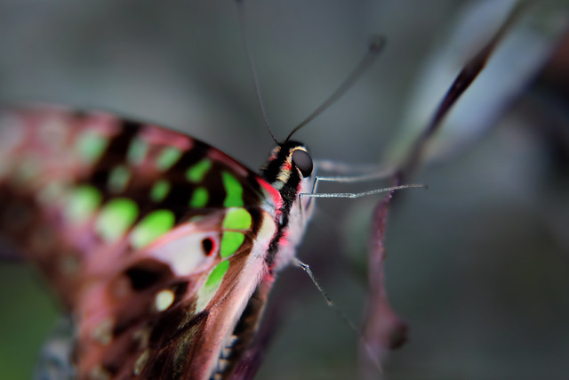 Papillons en Liberté 2014 - Photo 38