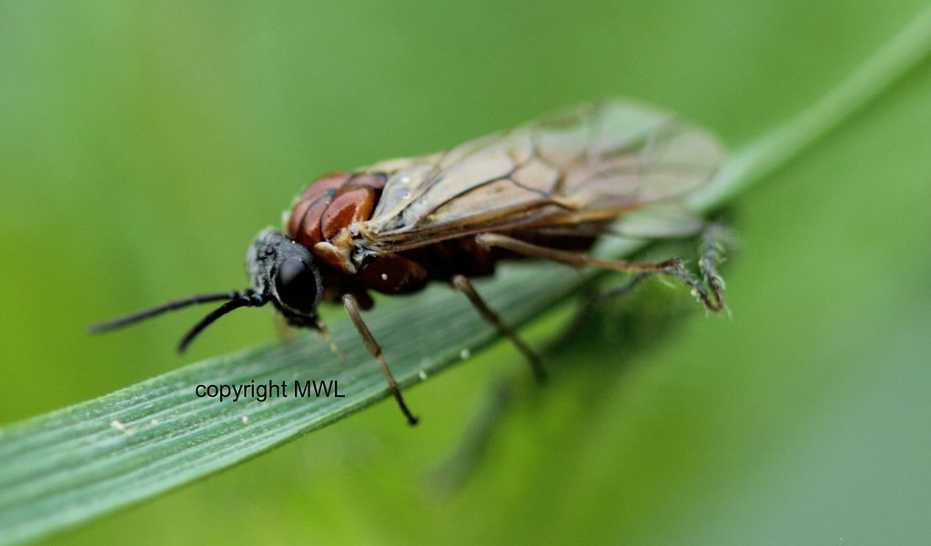 unknown Hymenoptera