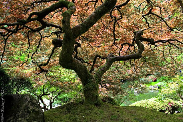 Japanese Maple Tree, Japanese Garden, Portland