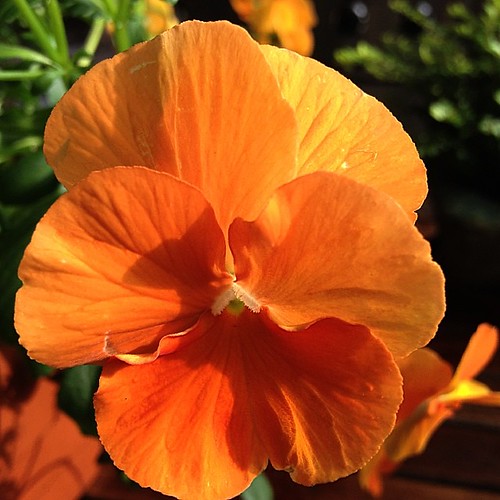 Orange Pansy #flowers #garden #beauty ...