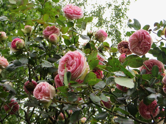 Au jardin, rosier 