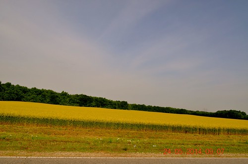 field corn traveling