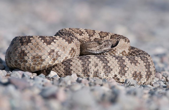 Rattlesnake - 0311b+P
