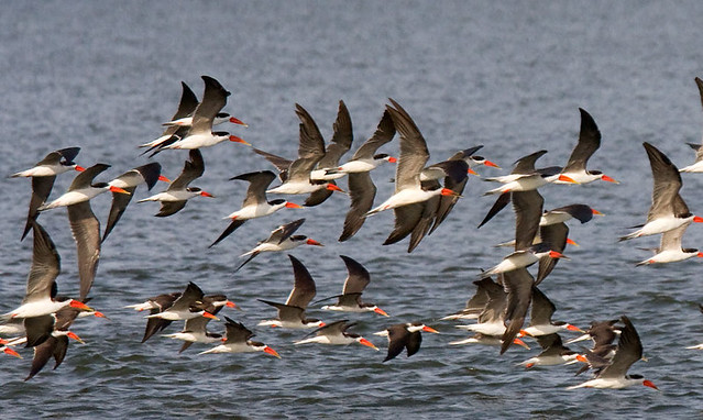 African Skimmers_G2T1613