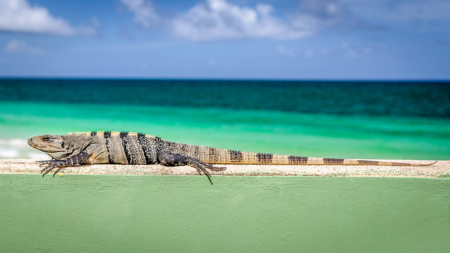 Yucatan Iguana