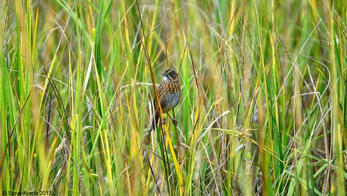 bird birds louisiana sparrow songbird sesp cameronparish sabinepass 2013 seasidesparrow fisheri yrarf yellowrailsandricefestival